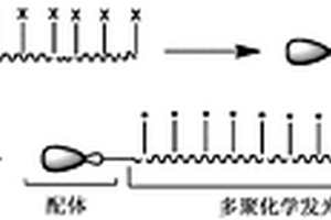 多聚化學(xué)發(fā)光標(biāo)記試劑及其制備方法與應(yīng)用