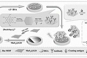 電化學發(fā)光免疫傳感器及其制備和應用