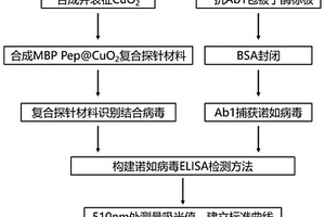 諾如病毒檢測探針及其制備方法、諾如病毒檢測試劑盒和非診斷目的檢測諾如病毒的方法