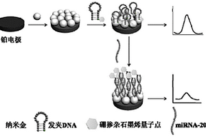 用于檢測(cè)miRNA-20a的硼摻雜石墨烯量子點(diǎn)電化學(xué)發(fā)光傳感器的制備及其應(yīng)用