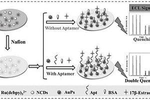 17β-雌二醇電化學發(fā)光適配體傳感器的制備方法及應用