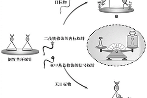 基于多腺嘌呤的倒置莖環(huán)比率型電化學(xué)DNA生物傳感器及其應(yīng)用