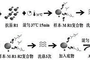 抗肝腎微粒體1抗體檢測(cè)試劑盒及檢測(cè)方法