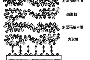 殼聚糖固定化乙酰膽堿酯酶電化學(xué)生物傳感器及應(yīng)用