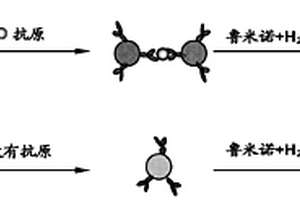 快速化學(xué)發(fā)光免疫分析檢測(cè)人IgG的方法