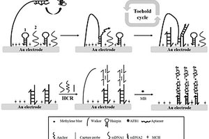 基于DNA walker的電化學生物傳感器的制備方法及其應用