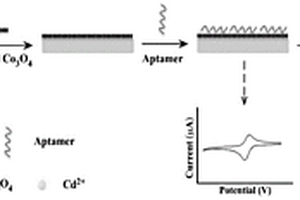 基于核酸適配體的鎘離子電化學(xué)傳感方法