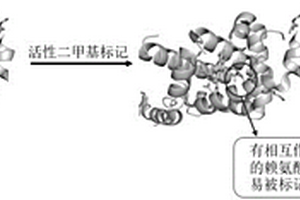 基于化學(xué)標(biāo)記和質(zhì)譜的蛋白與材料相互作用結(jié)構(gòu)分析方法