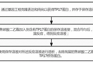 TP17蛋白的化學(xué)修飾方法及其產(chǎn)物的應(yīng)用