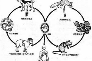 基于化學(xué)發(fā)光免疫分析技術(shù)的檢測(cè)包蟲(chóng)病抗體的試劑盒及其制備方法、使用方法