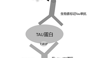 用于磷酸化tau181蛋白光激化學(xué)發(fā)光均相免疫檢測試劑盒及其檢測方法和應(yīng)用