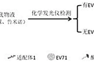 EV71單鏈DNA適配體及利用雙適配體檢測(cè)腸道病毒71型的化學(xué)發(fā)光檢測(cè)試劑盒