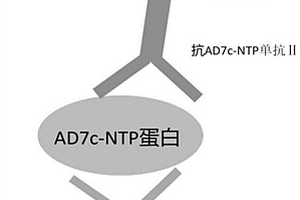 用于神經(jīng)元絲狀蛋白磁微?；瘜W(xué)發(fā)光免疫檢測試劑盒及其檢測方法