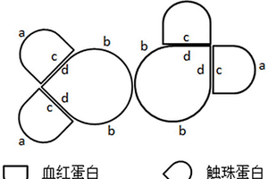 化學發(fā)光定量檢測糞便潛血的試劑及其檢測方法和其在檢測下消化道健康的用途