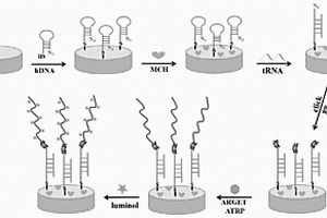 基于點擊化學和ARGET-ATRP放大策略的電致化學發(fā)光檢測試劑盒及方法