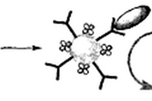 毛細(xì)管電泳電化學(xué)酶聯(lián)免疫分析檢測(cè)雪卡毒素的方法