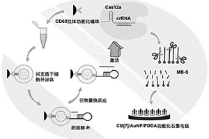 電化學(xué)檢測外泌體的方法