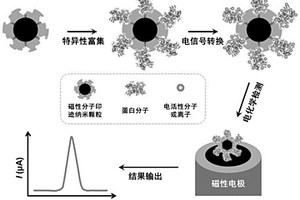 用于痕量蛋白分子精準檢測的電化學傳感方法