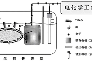 檢測氧化三甲胺的全細胞生物電化學傳感器