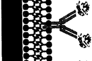 魯米諾衍生物電化學(xué)檢測組裝膜及制備方法