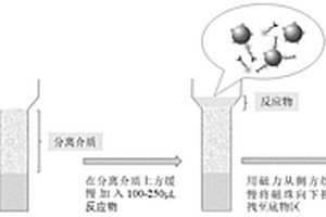 免清洗磁微?；瘜W發(fā)光免疫檢測方法