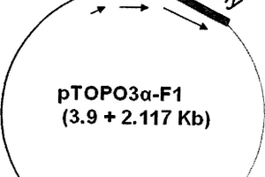 檢測(cè)甾體類(lèi)激素及多環(huán)芳烴的高效生物化學(xué)發(fā)光傳感器