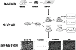 基于免疫組化空間電化學(xué)檢測樣品中抗原含量的方法