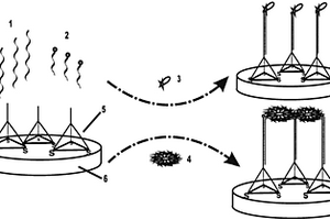 基于DNA三維納米結(jié)構(gòu)探針的電化學(xué)miRNA檢測方法