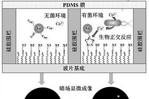 單粒子點(diǎn)擊化學(xué)傳感器用于體液中細(xì)菌的快速檢測(cè)