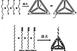 DNA三維納米結(jié)構(gòu)探針的電化學(xué)檢測(cè)方法