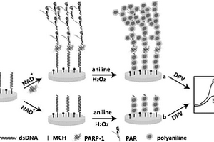 基于聚苯胺沉積的電化學(xué)傳感電極定量檢測多聚腺苷二磷酸核糖聚合酶-1活性的方法
