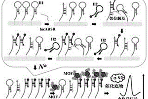 基于鄰位觸及催化發(fā)卡探針自組裝和金屬有機(jī)框架的靶序列l(wèi)ncARSR電化學(xué)檢測(cè)方法