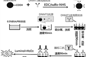 基于磁性分離的化學發(fā)光酶聯(lián)免疫檢測DNMT1的方法