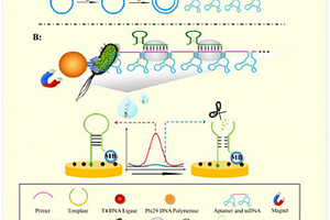 CRISPR/Cas12a-RCA電化學(xué)傳感器檢測體系及其應(yīng)用