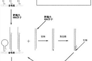 小核糖核酸的電化學檢測方法