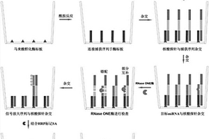 利用RNase ONE核酸酶和化學(xué)發(fā)光技術(shù)對血清miRNA進行定量檢測的方法