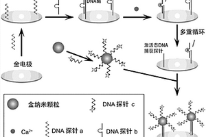 基于DNA酶的鈣離子電化學檢測方法