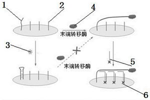 電化學(xué)放大檢測(cè)汞離子的方法