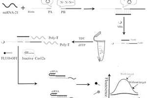 基于點(diǎn)擊化學(xué)末端轉(zhuǎn)移酶及CRISPRCas12a對(duì)miRNA的檢測(cè)方法