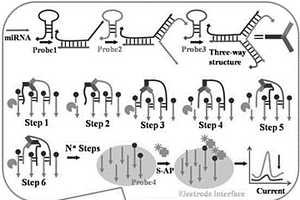 內(nèi)切酶驅(qū)動多足DNA分子機器的超敏microRNA電化學(xué)檢測方法