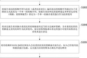 抗體捕獲蛋白及報(bào)告基因融合重組蛋白檢測(cè)抗體的方法