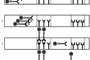 基于核殼量子點(diǎn)柔性偶聯(lián)標(biāo)記物免疫層析試紙條的檢測方法