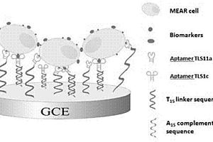 核酸適配體用于腫瘤細(xì)胞高靈敏檢測的電極修飾方法