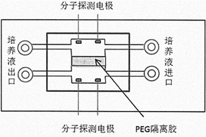 用于檢測腫瘤藥物敏感性及轉(zhuǎn)移傾向的微流體共培養(yǎng)裝置