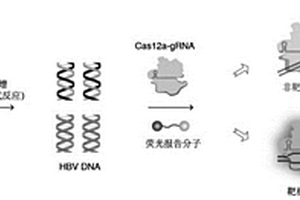 HBV基因分型檢測方法及試劑盒