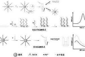 基于磁分離技術(shù)介導(dǎo)的雙模生物傳感器檢測(cè)鉛離子的方法