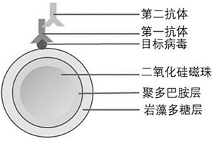 免疫檢測(cè)病毒用納米磁性微球材料及其制備方法和應(yīng)用