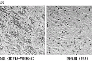 HIF-1α納米抗體、檢測試劑盒及其應(yīng)用