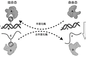 DNA 5mC或RNA m6A甲基化酶/去甲基化酶的酶活性檢測方法