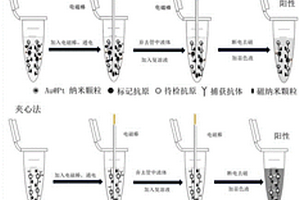 具有過氧化物酶活性的金鉑納米顆粒制備方法及在快速檢測(cè)中的應(yīng)用